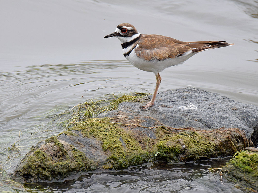Killdeer.jpg