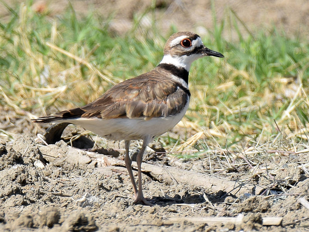 Killdeer.jpg