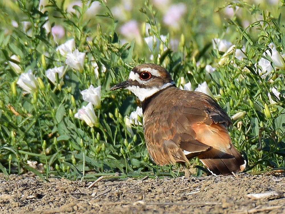 Killdeer.jpg