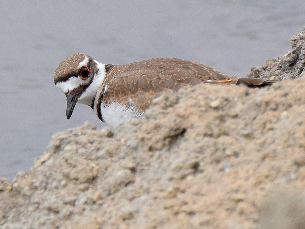 Killdeer.jpg