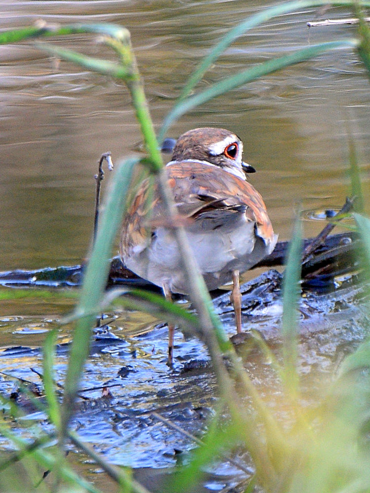 KillDeer.jpg