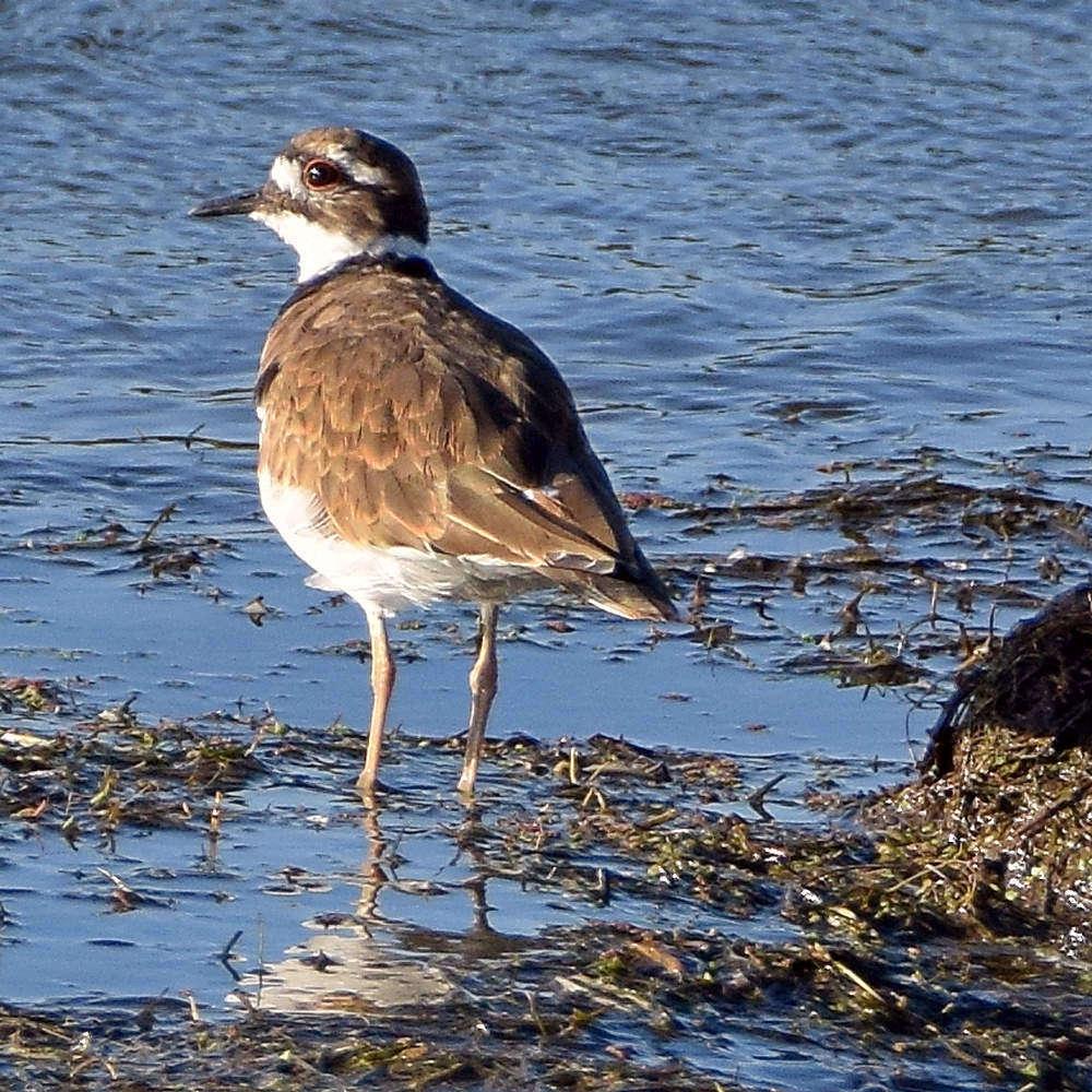 Killdeer.jpg