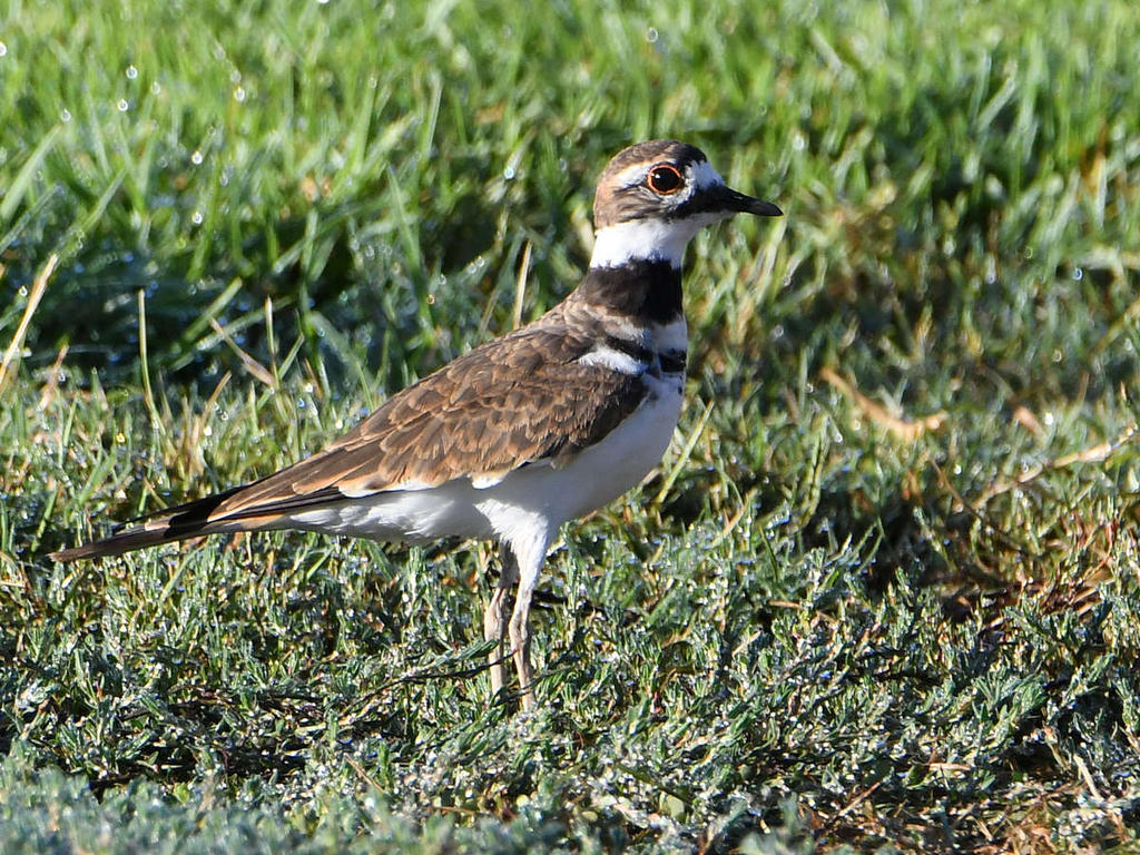 Killdeer.jpg