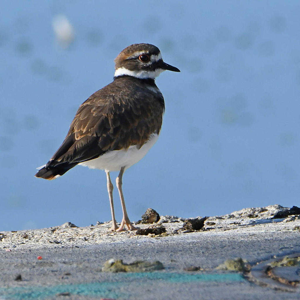 Killdeer.jpg
