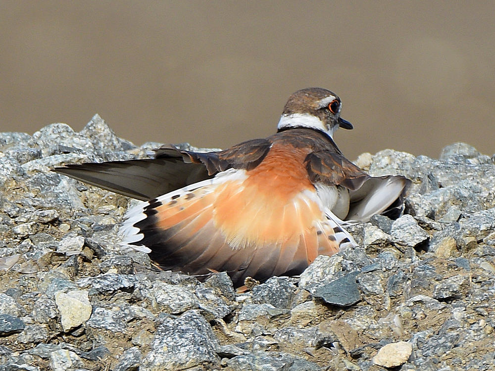 Killdeer10.jpg