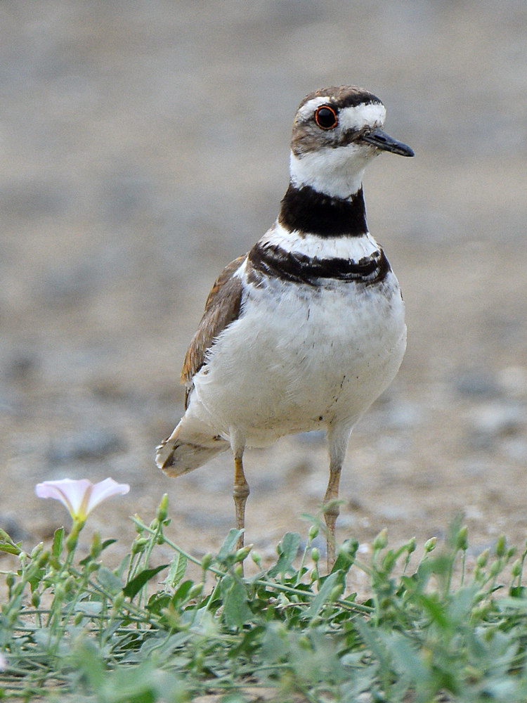 Killdeer11.jpg