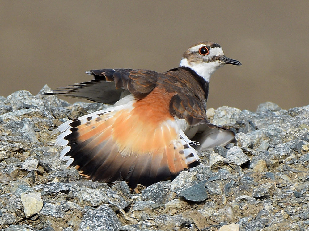Killdeer11.jpg