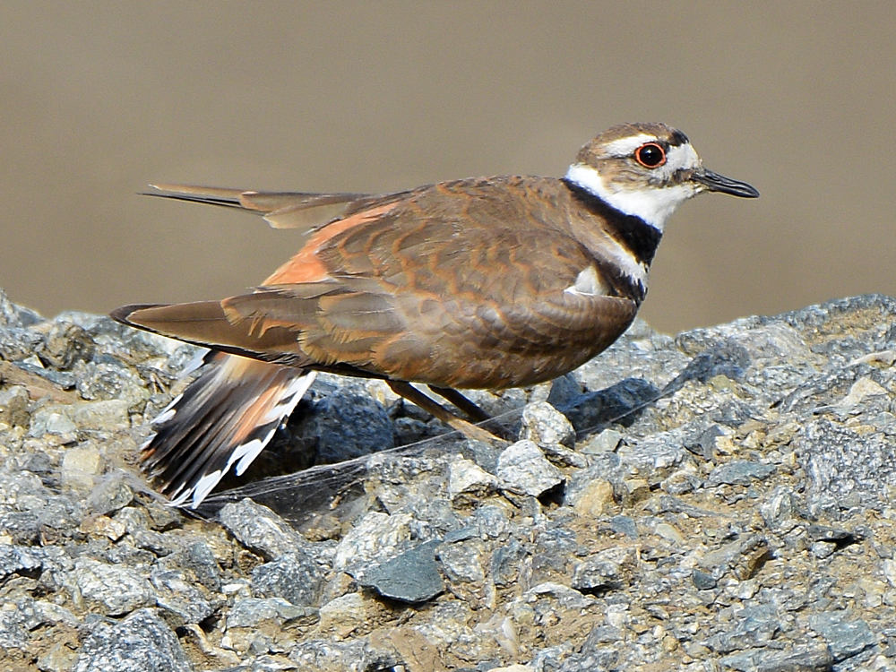 Killdeer12.jpg