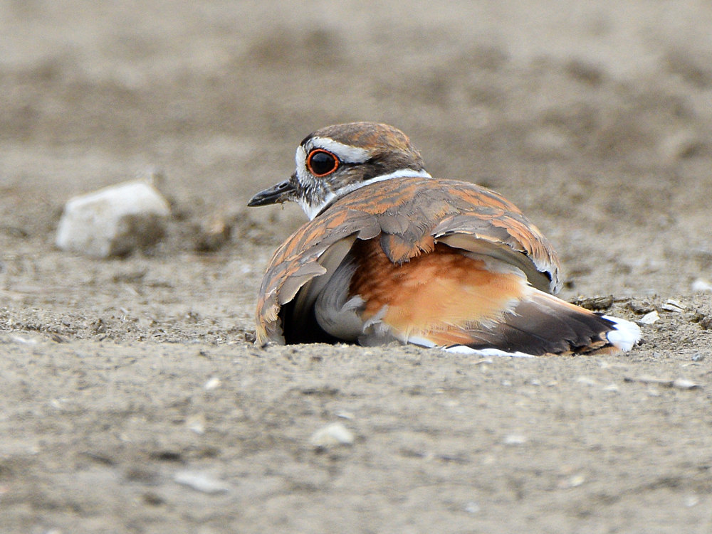 Killdeer13.jpg