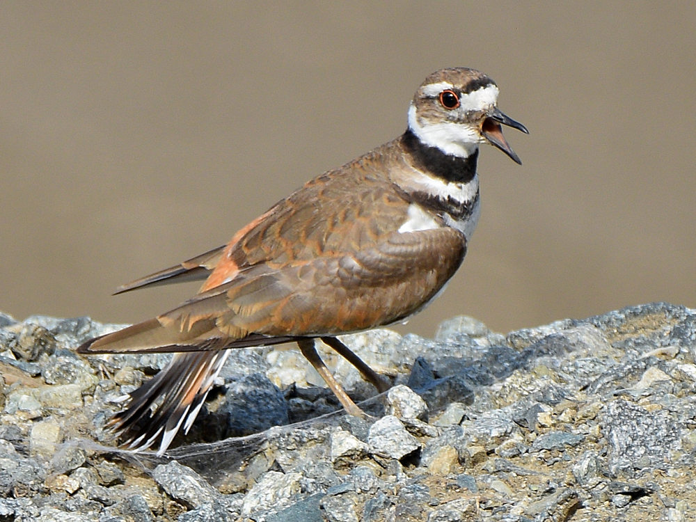 Killdeer14.jpg