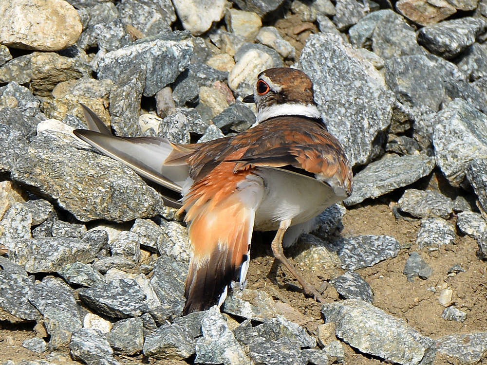 Killdeer15.jpg