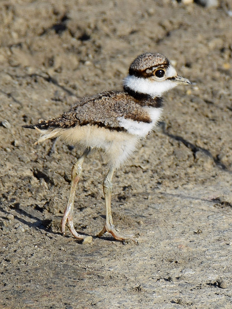 Killdeer2.jpg