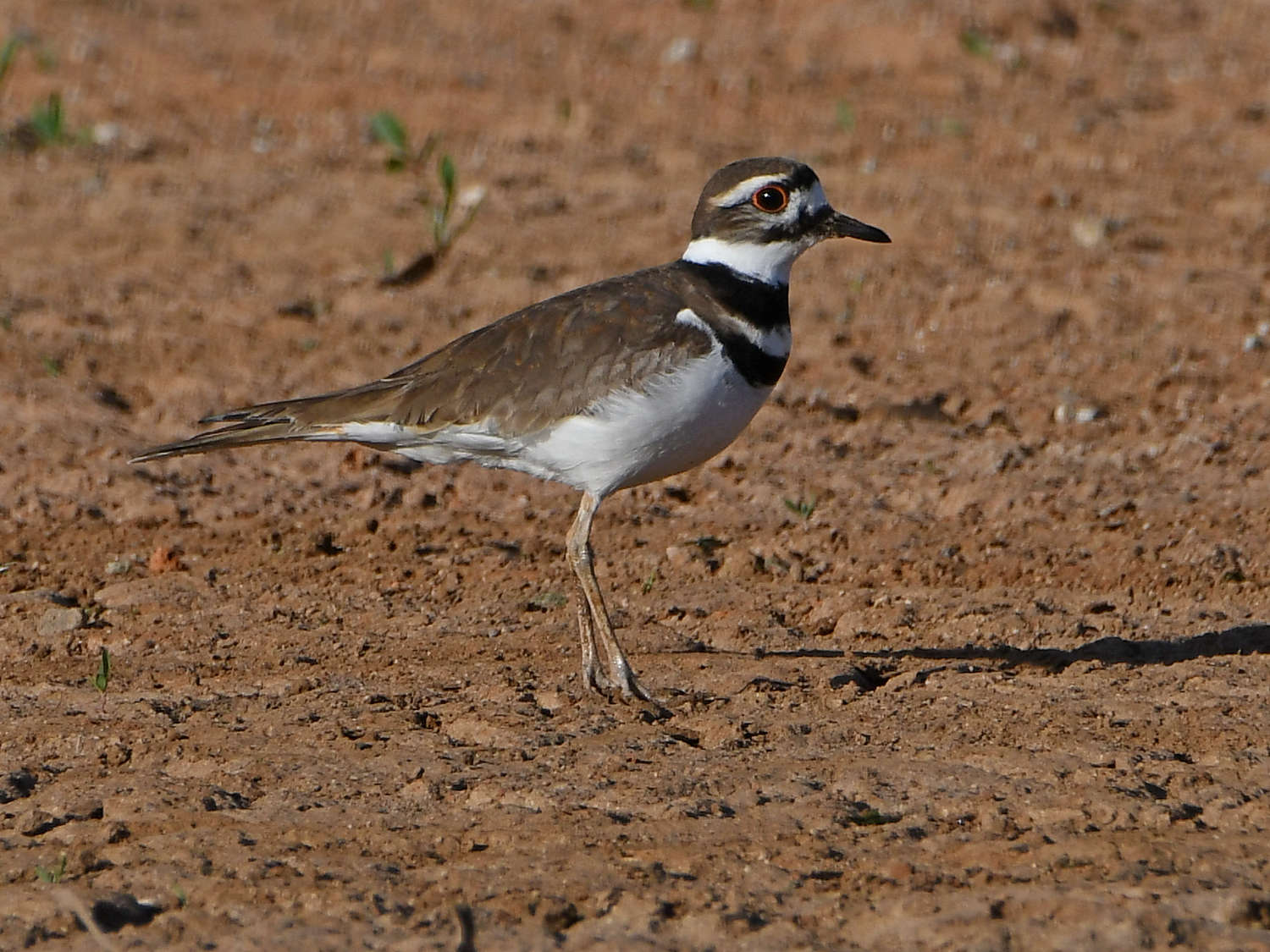 Killdeer2.jpg