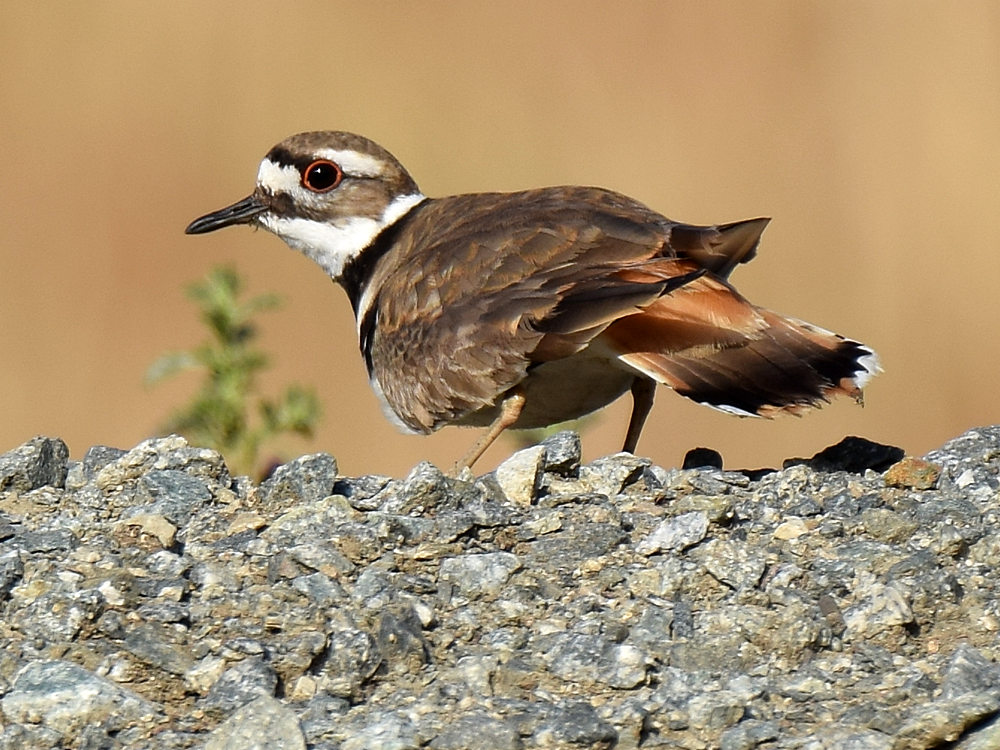 Killdeer3.jpg