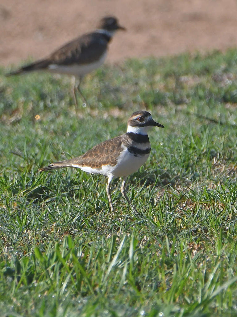 Killdeer3.jpg