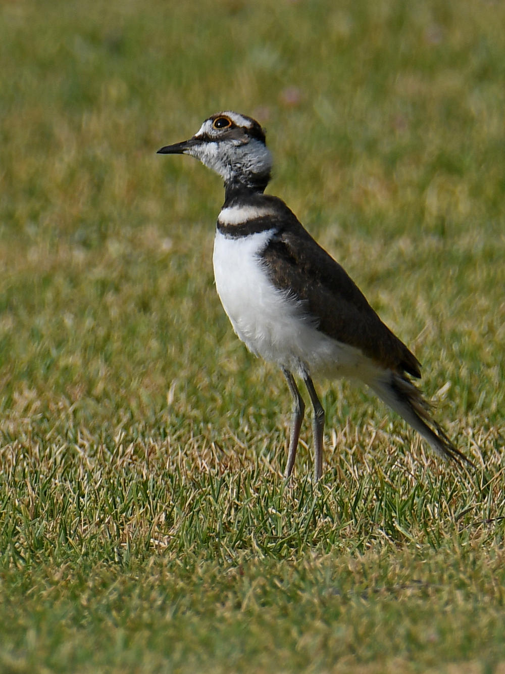 Killdeer3.jpg