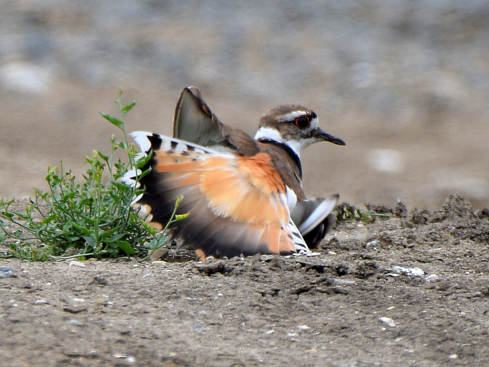 Killdeer4.jpg