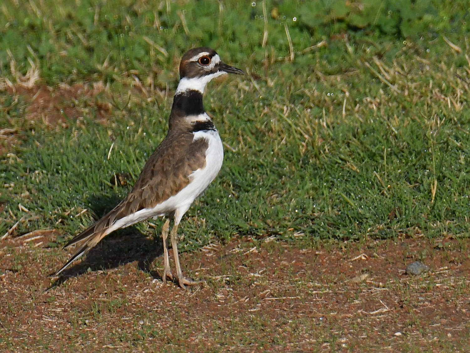 Killdeer4.jpg