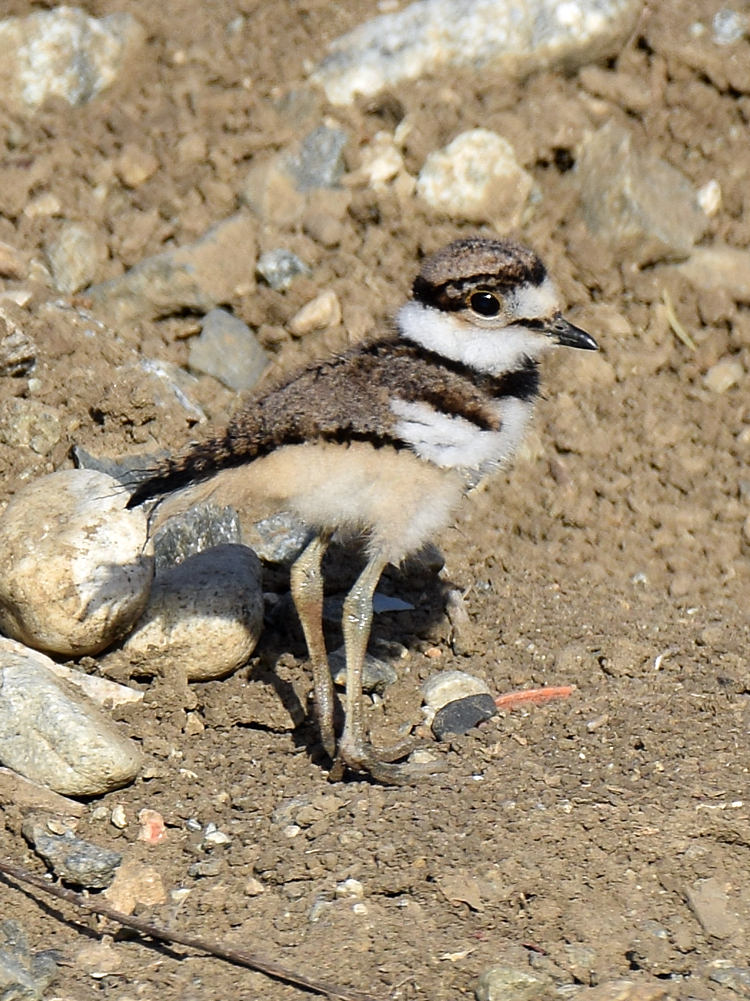 Killdeer5.jpg