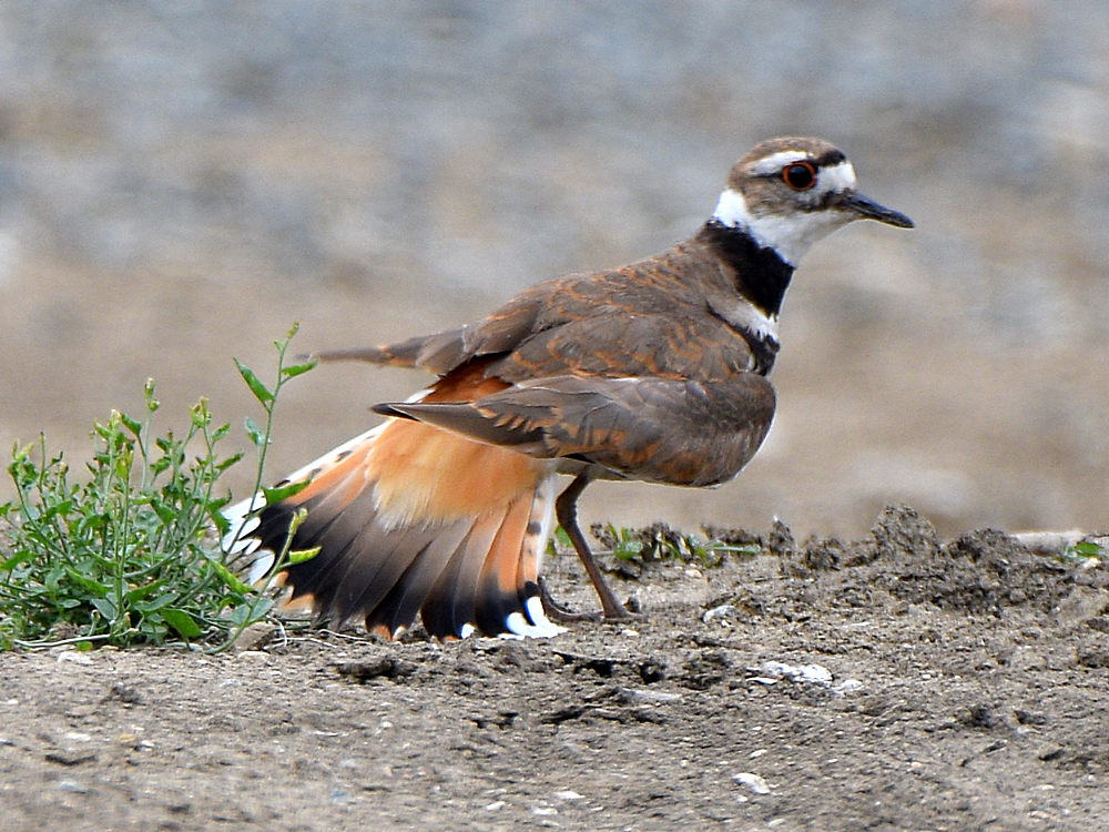 Killdeer5.jpg