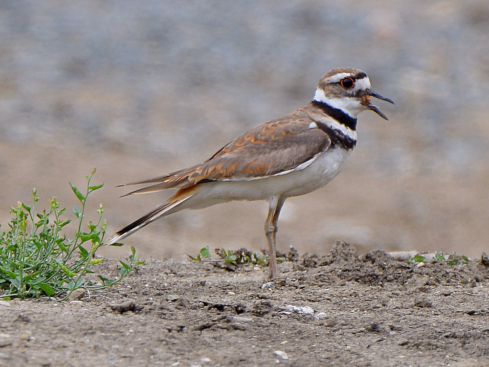 Killdeer6.jpg