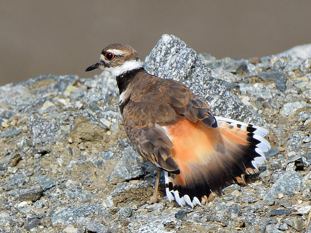 Killdeer6.jpg