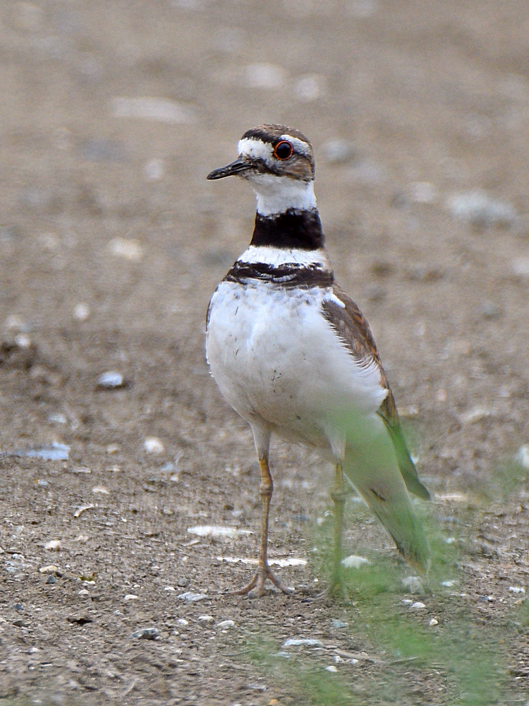 Killdeer7.jpg