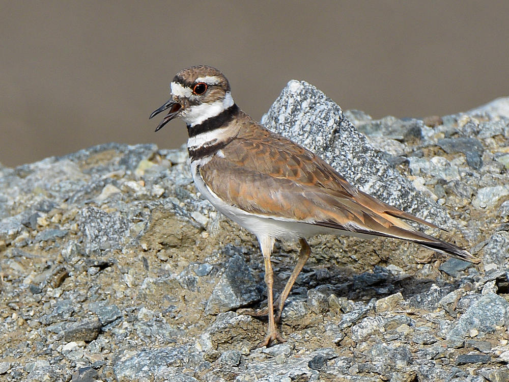 Killdeer7.jpg