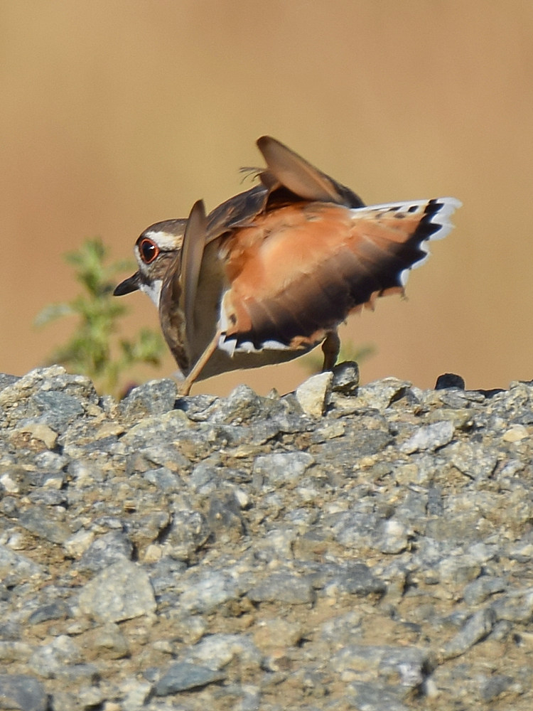 Killdeer8.jpg