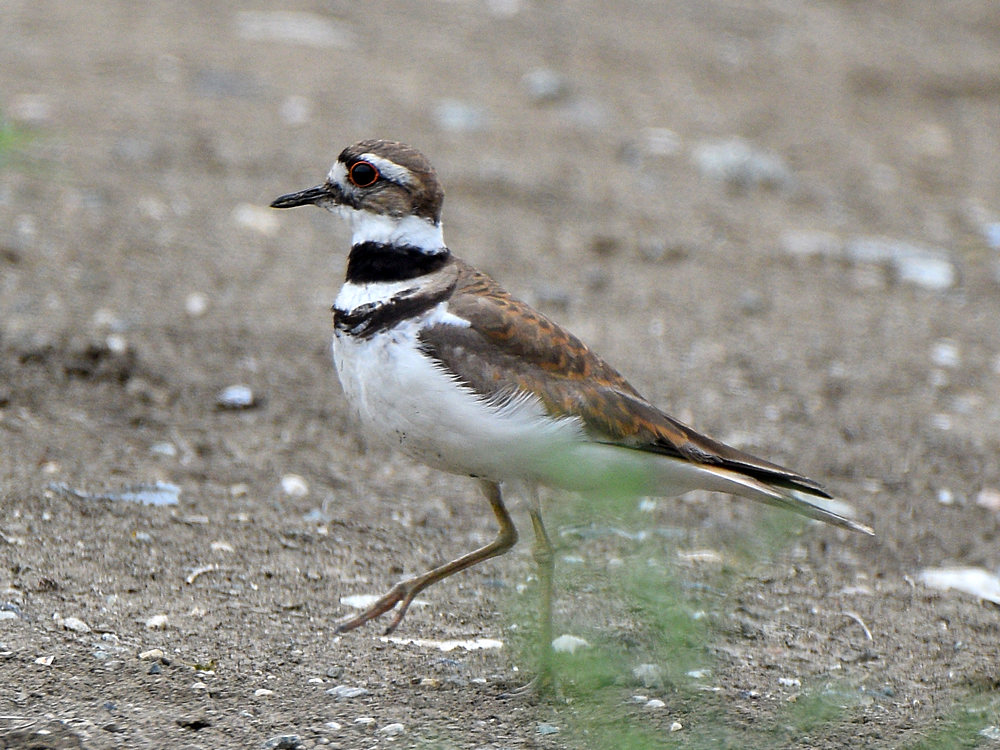 Killdeer8.jpg