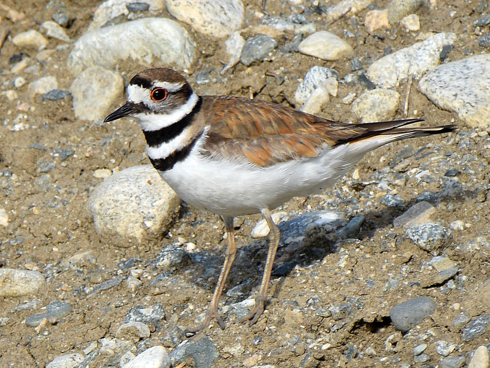 Killdeer8.jpg