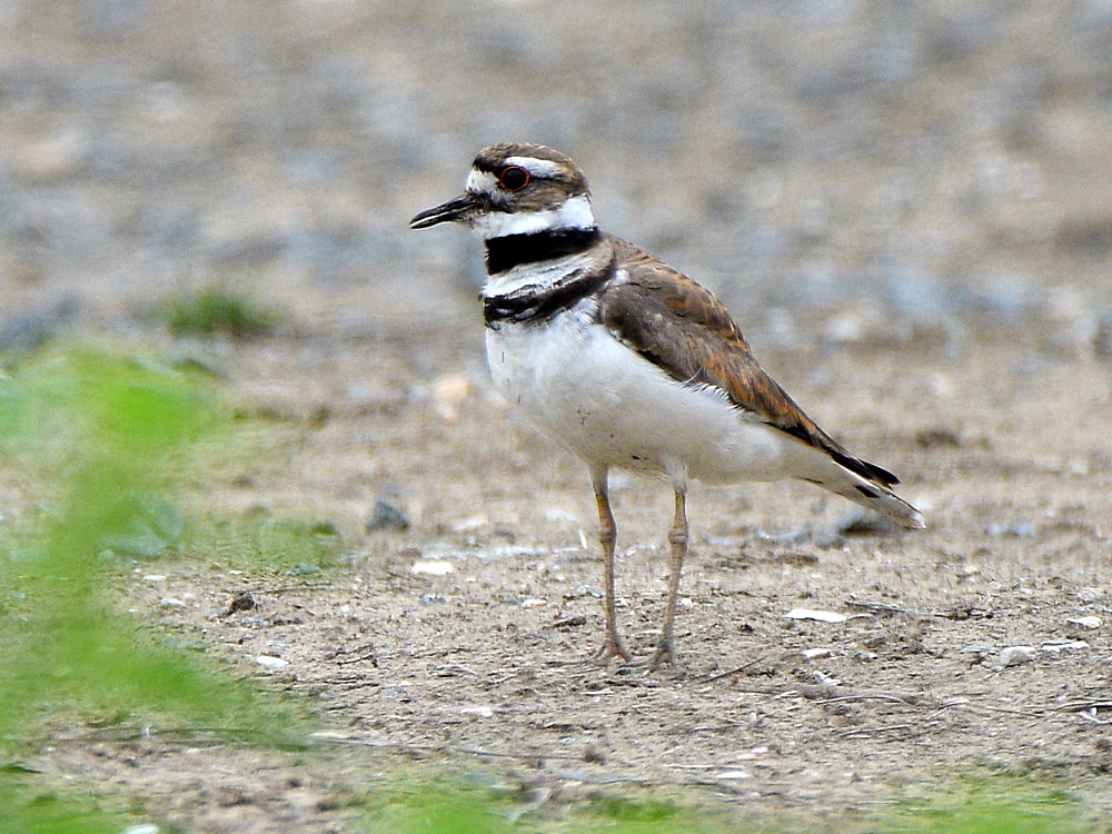 Killdeer9.jpg