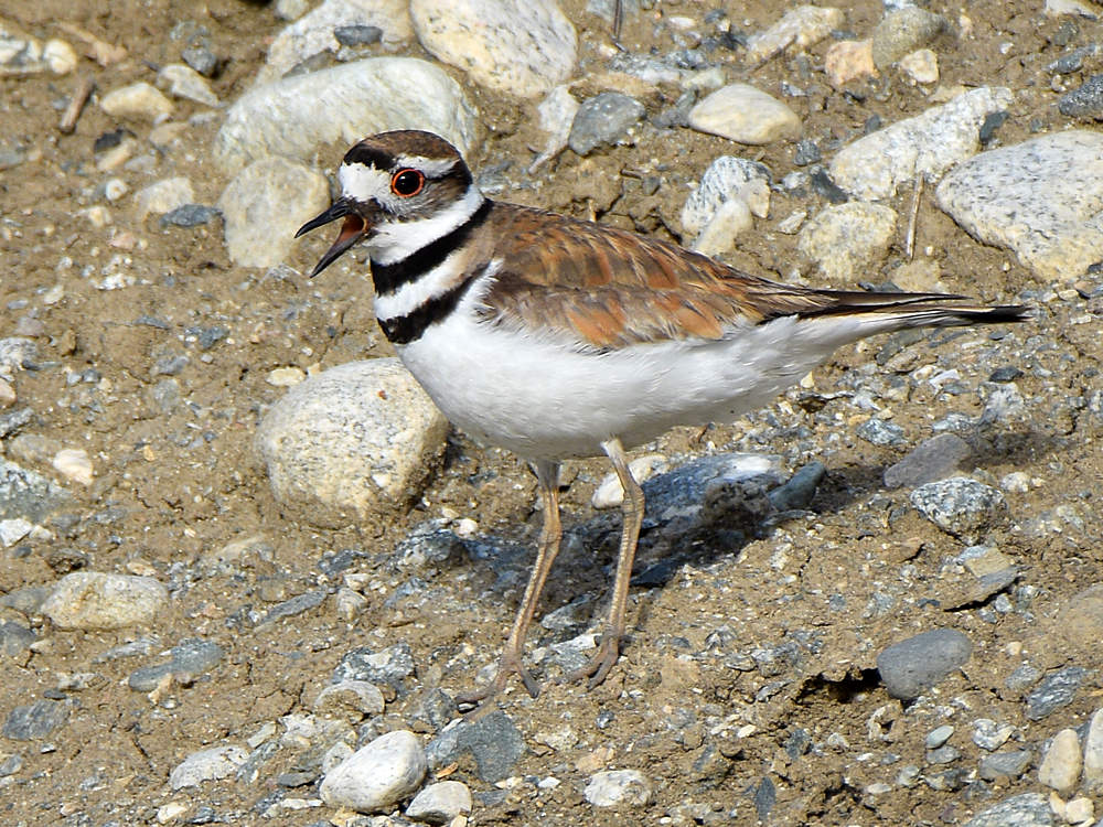 Killdeer9.jpg
