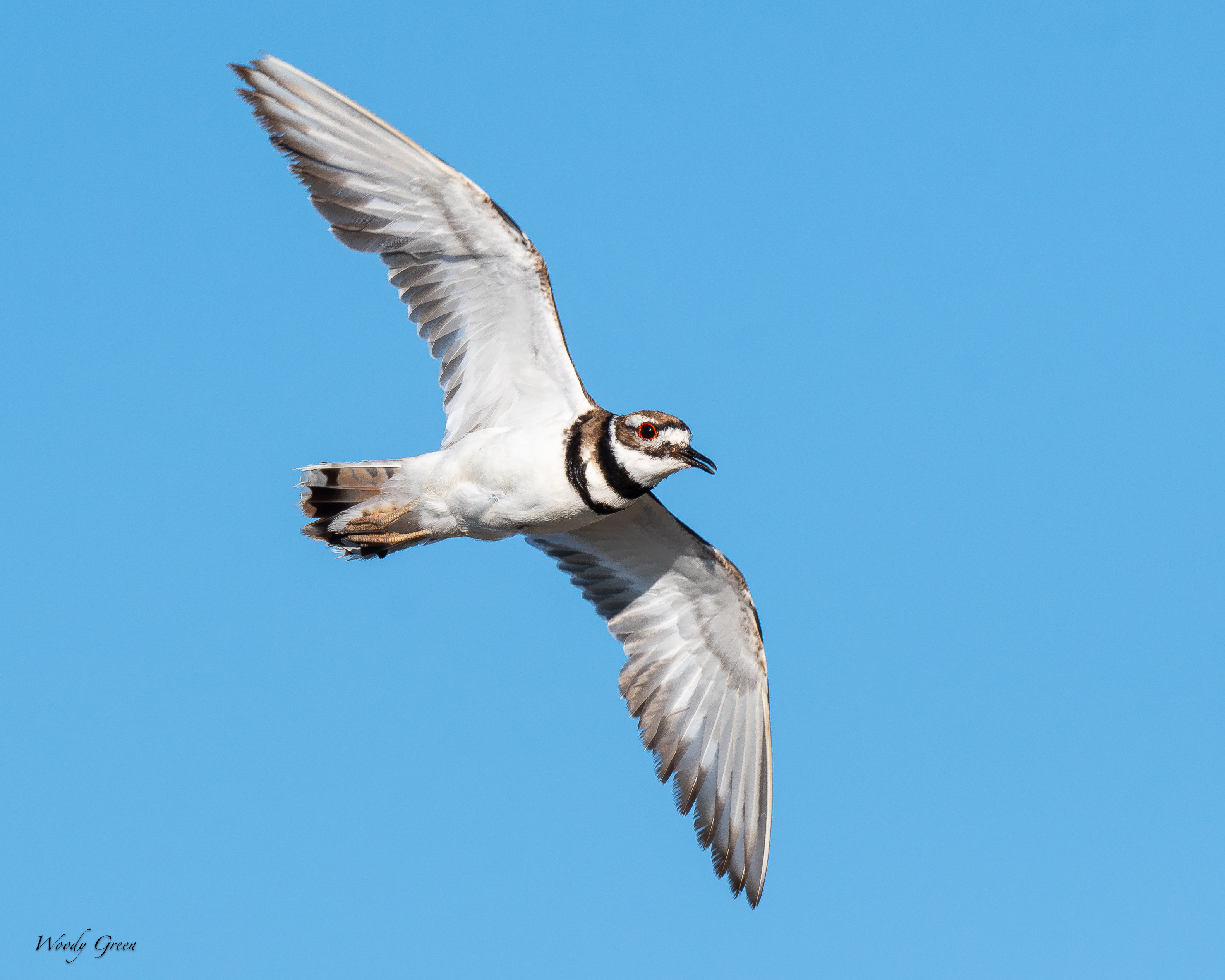 KilldeerFlight-181.jpg