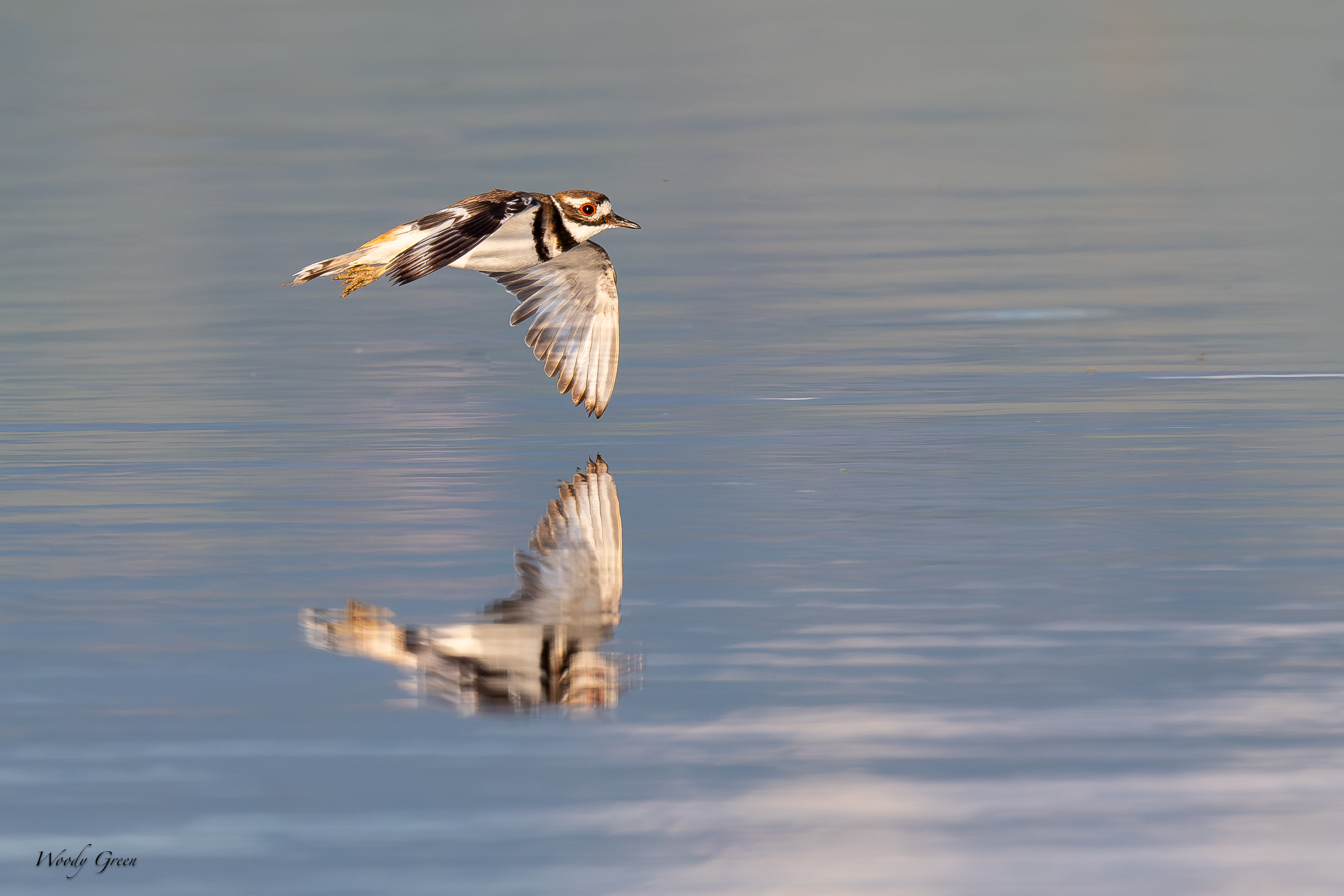 KilldeerFlight-182.jpg