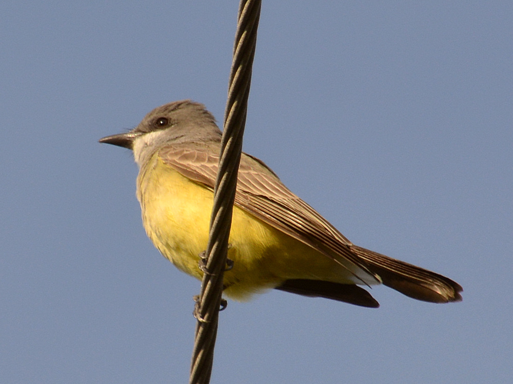 Kingbird.jpg