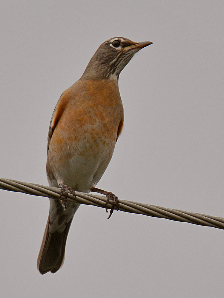 Kingbird.jpg
