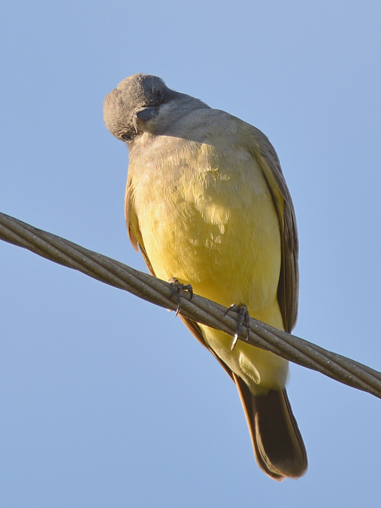 Kingbird.jpg