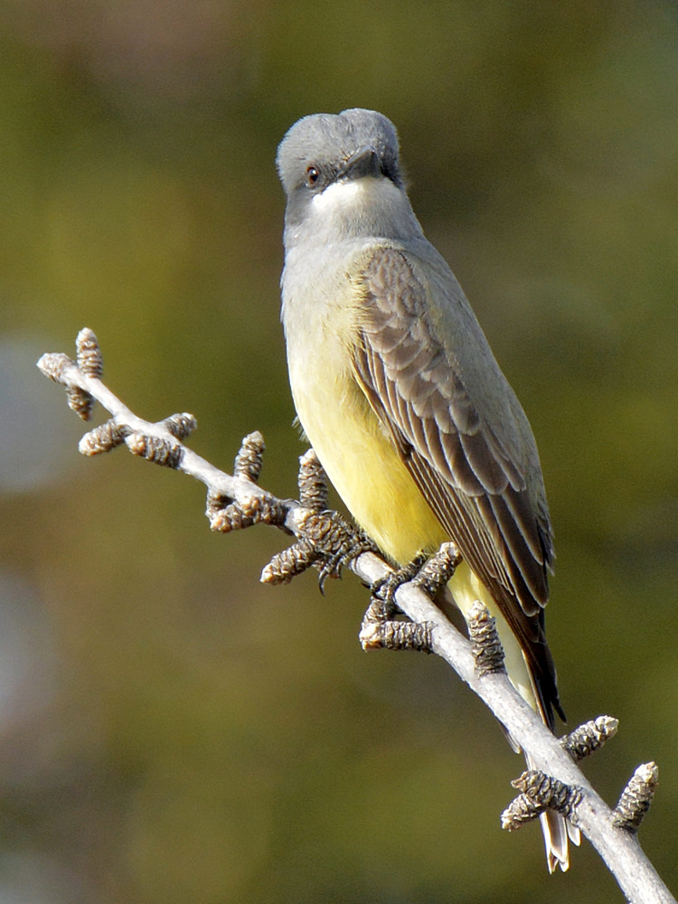 Kingbird.jpg