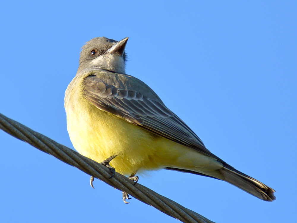 Kingbird.jpg