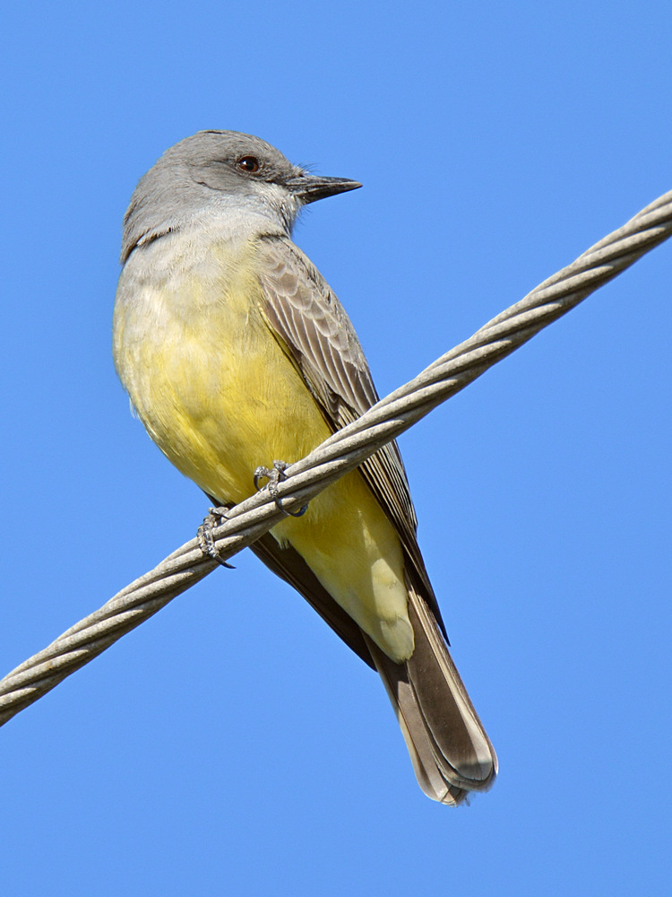 Kingbird.jpg