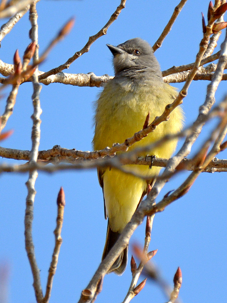 Kingbird.jpg