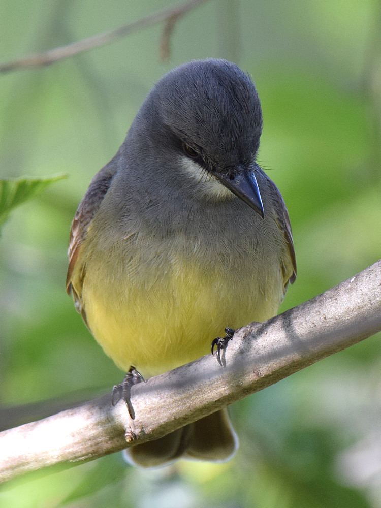 Kingbird.jpg