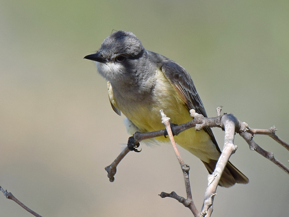 Kingbird.jpg