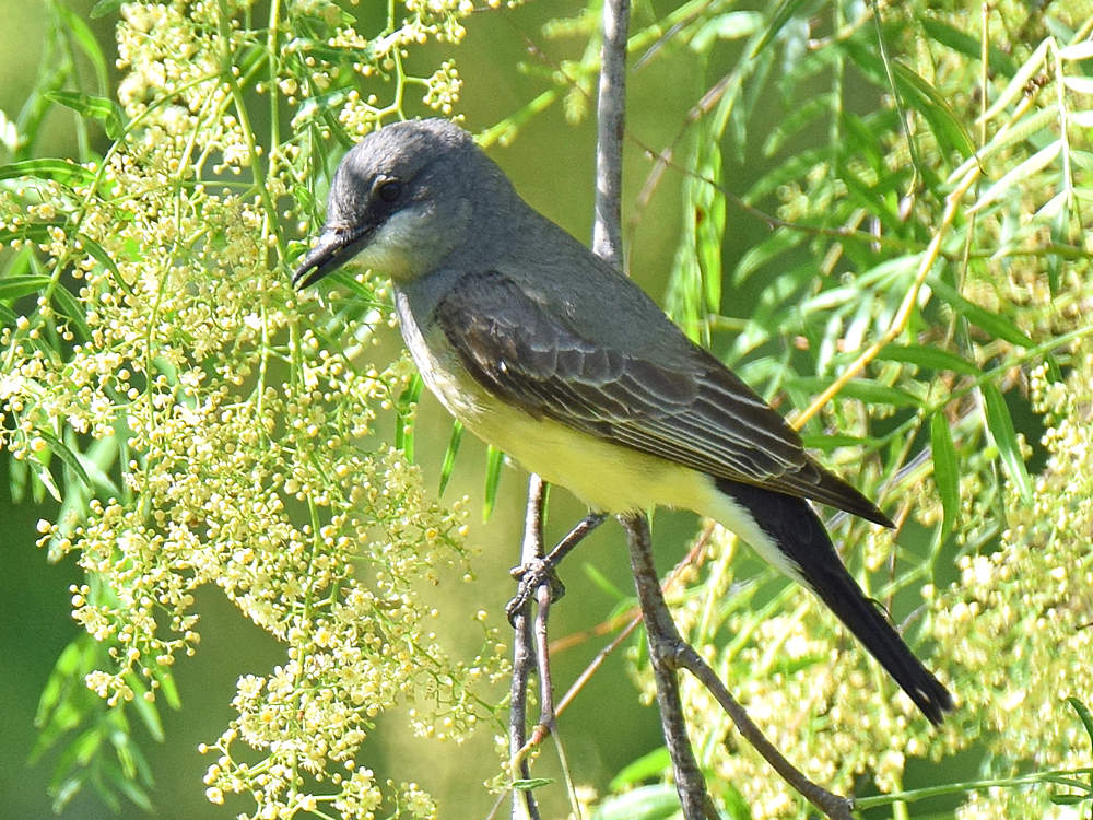 Kingbird.jpg