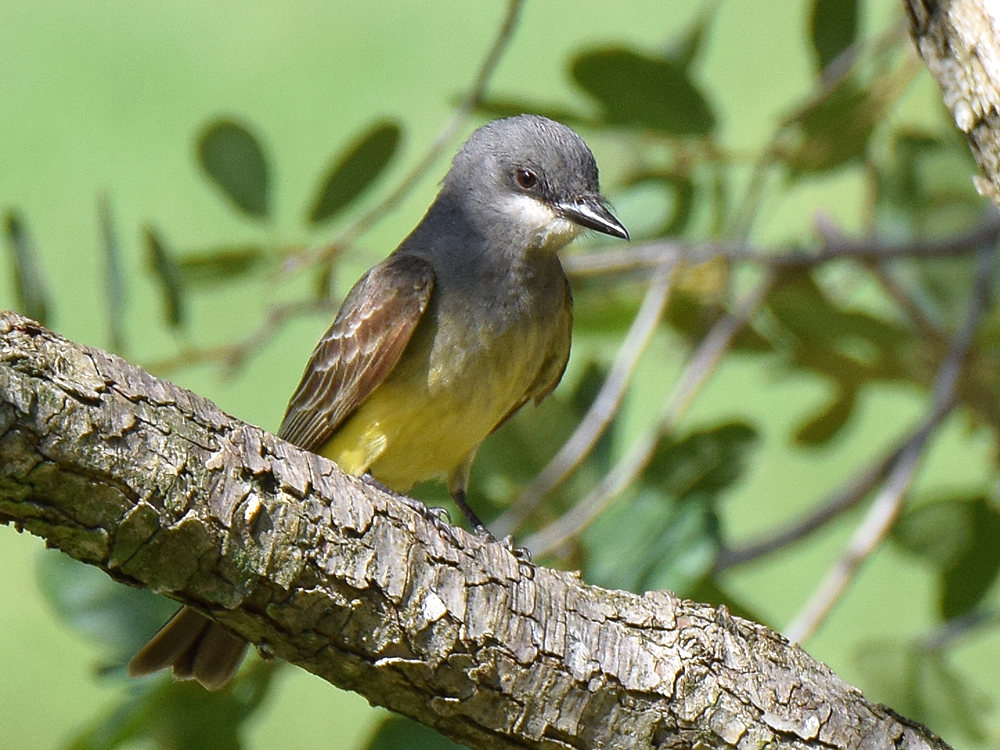 Kingbird.jpg