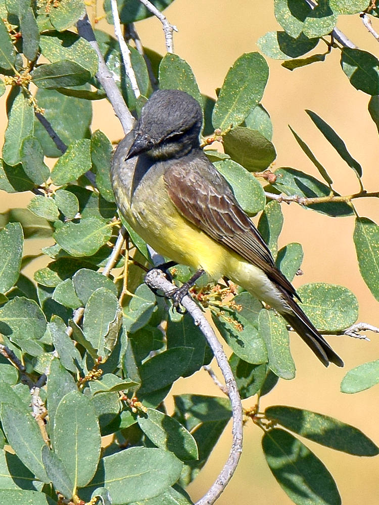 Kingbird.jpg