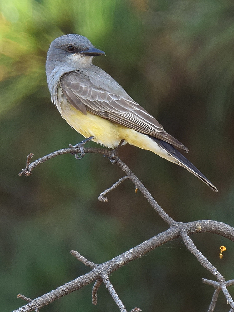 Kingbird.jpg