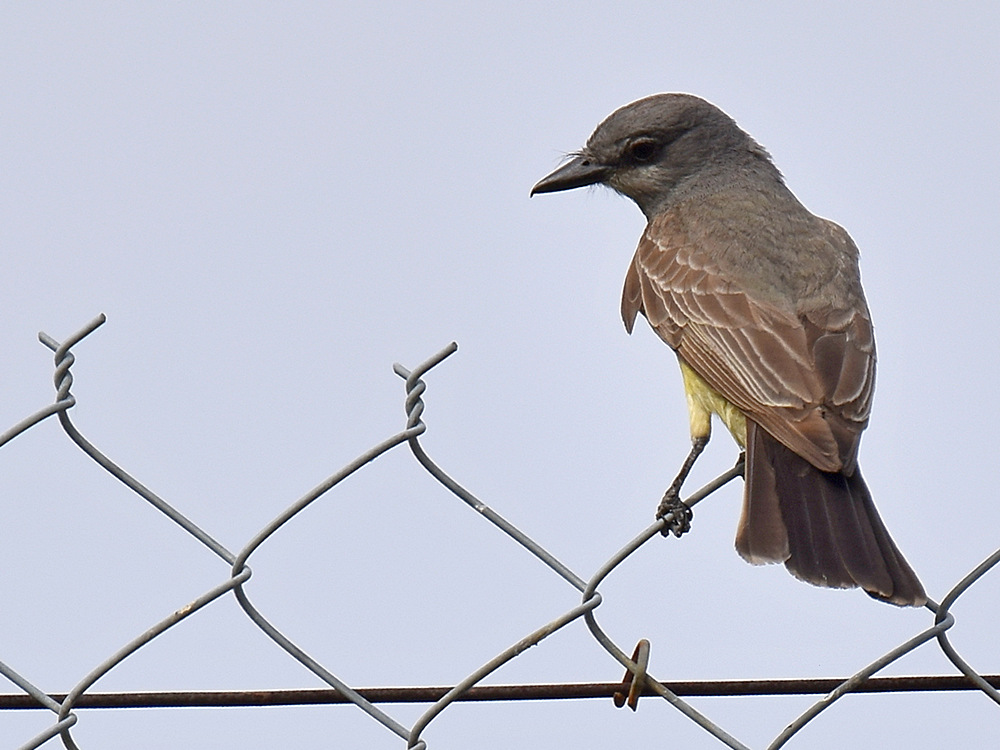Kingbird.jpg
