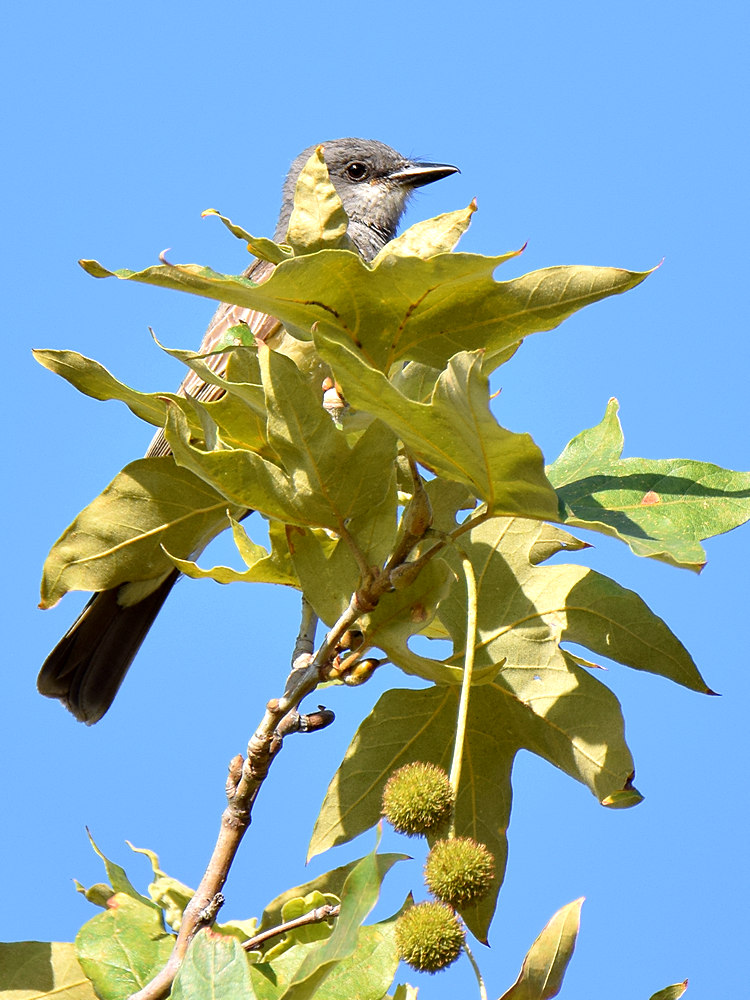 Kingbird.jpg